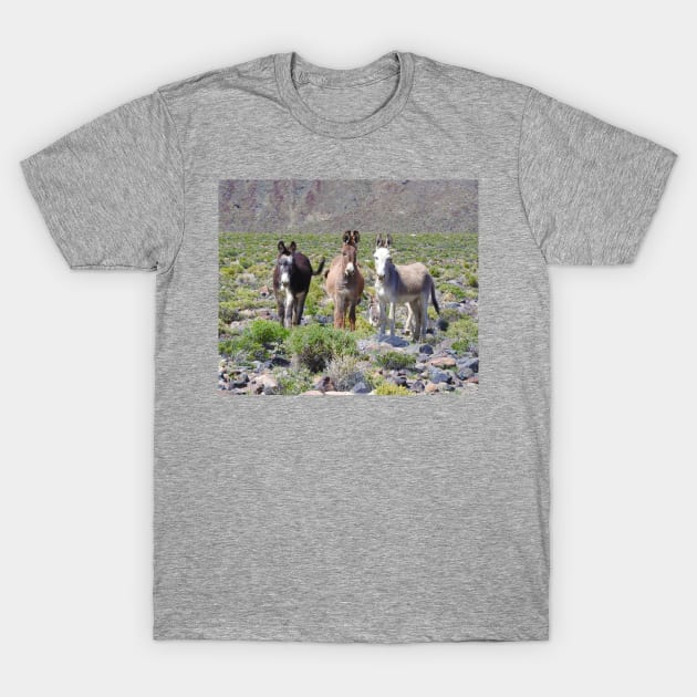 Wild burros, donkeys, wildlife, Nevada, Treasures of Marietta T-Shirt by sandyo2ly